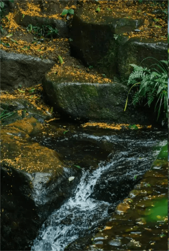 osmanthus